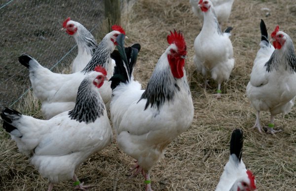 Адлерская серебристая порода куриц: характеристики производительности и описание
