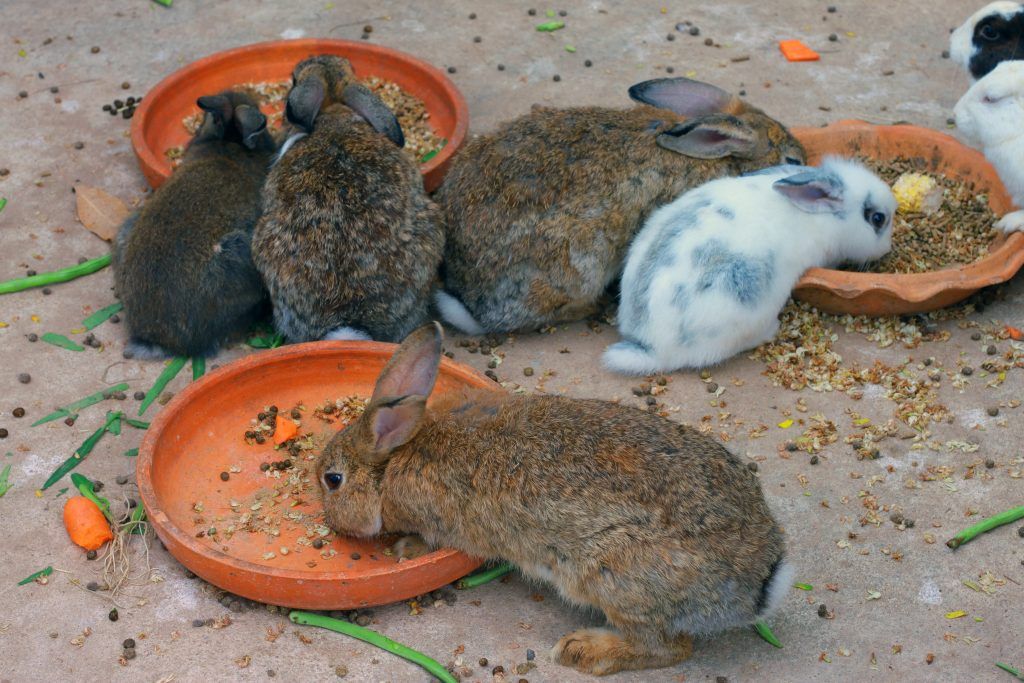 Как выкормить крольчат без крольчихи с первых дней жизни