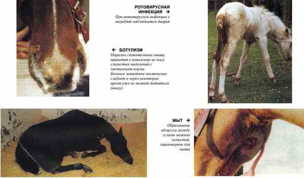 Обзор заболеваний лошадей