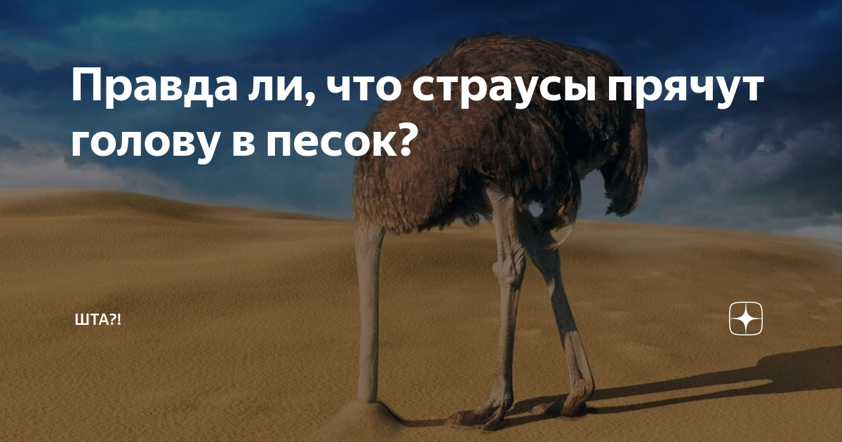 Почему страус прячет голову в песок