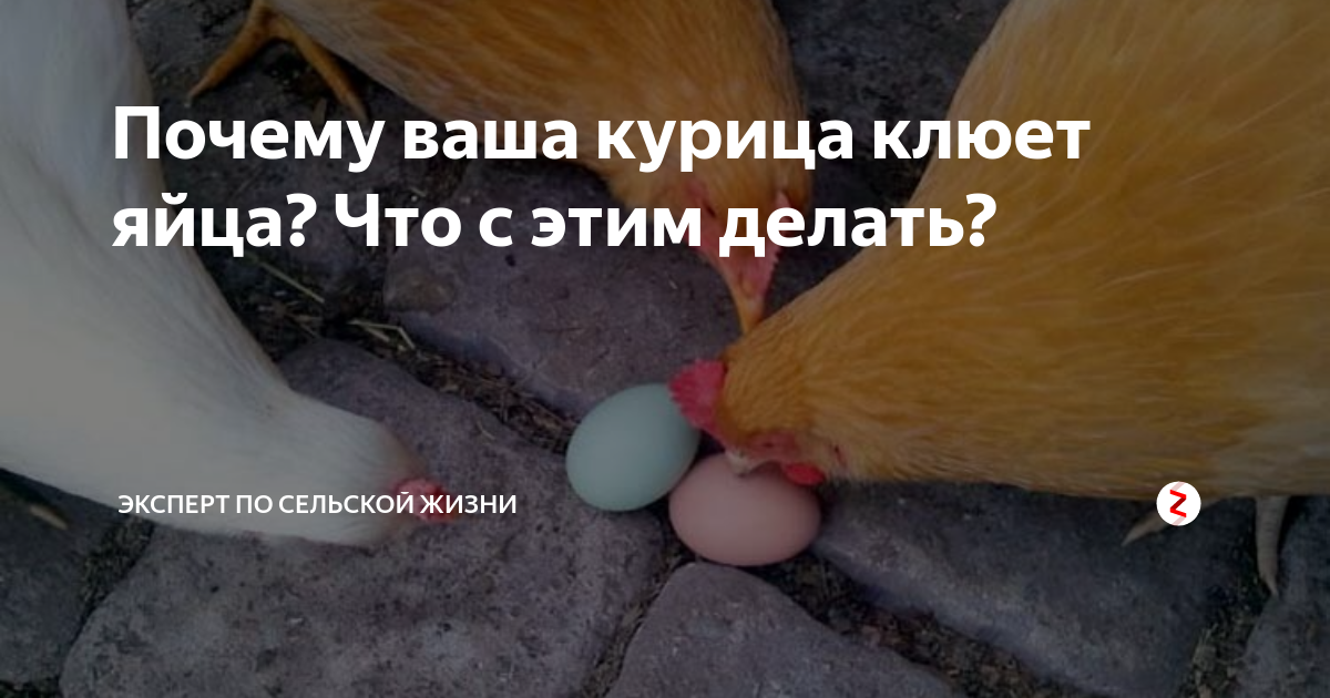 Куры клюют яйца: причина и что делать с агрессивной курицей