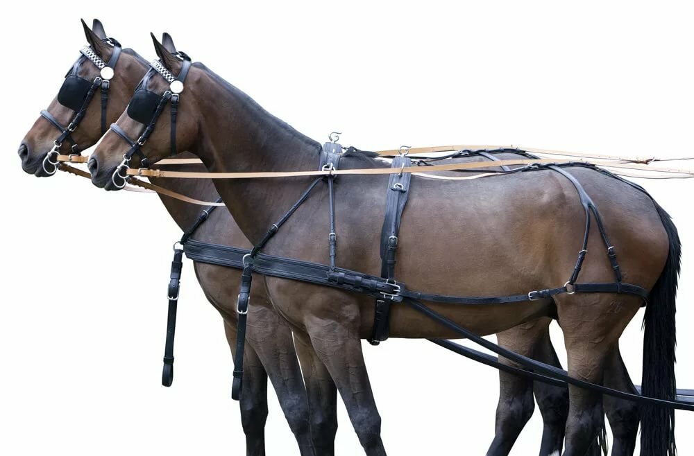 Сбруя для лошадей – гужевая конная упряжь 2020