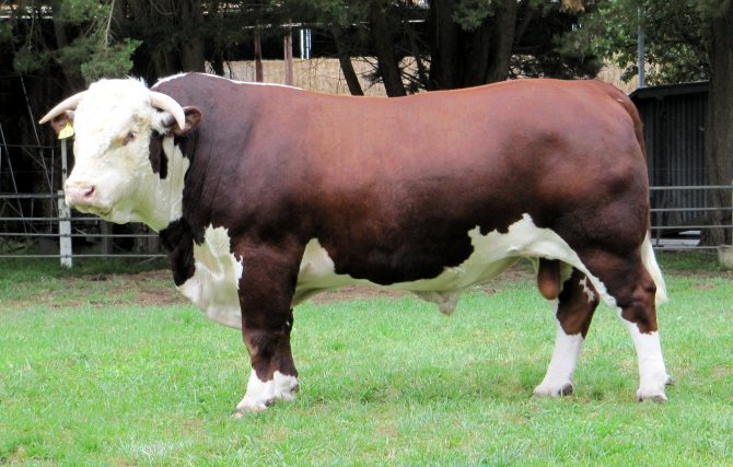 Герефордская порода: характеристика и описание коров, содержание и уход