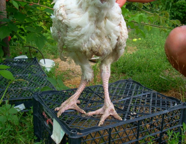 Что делать, если курица хромает на одну ногу?