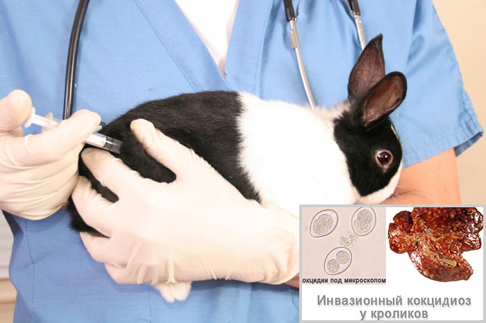 Кокцидиоз у кроликов: симптомы и лечение, профилактика