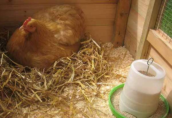 Курица наседка - вывод цыплят в домашних условиях квочкой