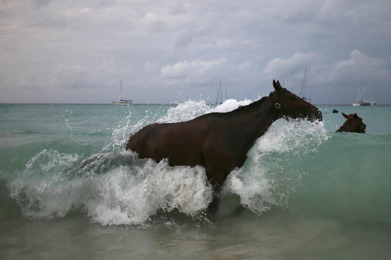 Как правильно купать и чистить лошадь