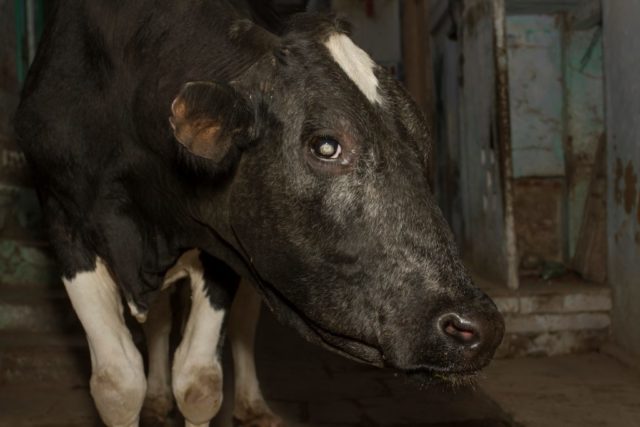 Бельмо у коровы и телят: симптомы, как лечить