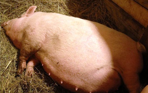 Все об опоросе свиней: календарь, поведение свиноматки перед родами |