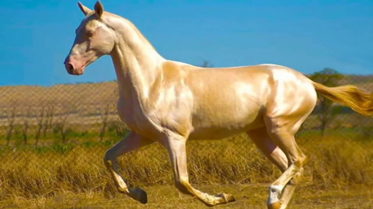 Об изабелловой масти лошади: особенности лошадей изабелловой масти