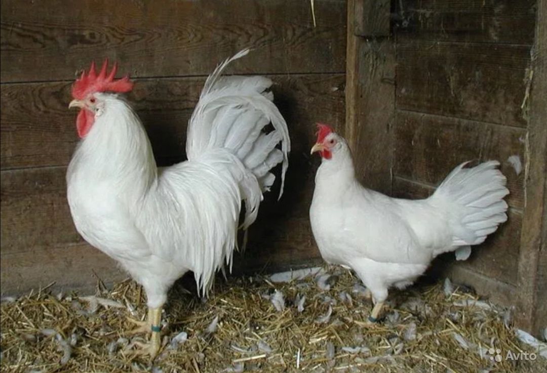 Леггорн: продуктивная яичная порода кур