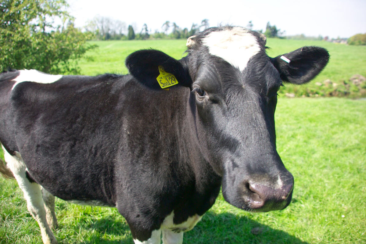 Кетоз у домашних коров: основные симптомы и методы лечения