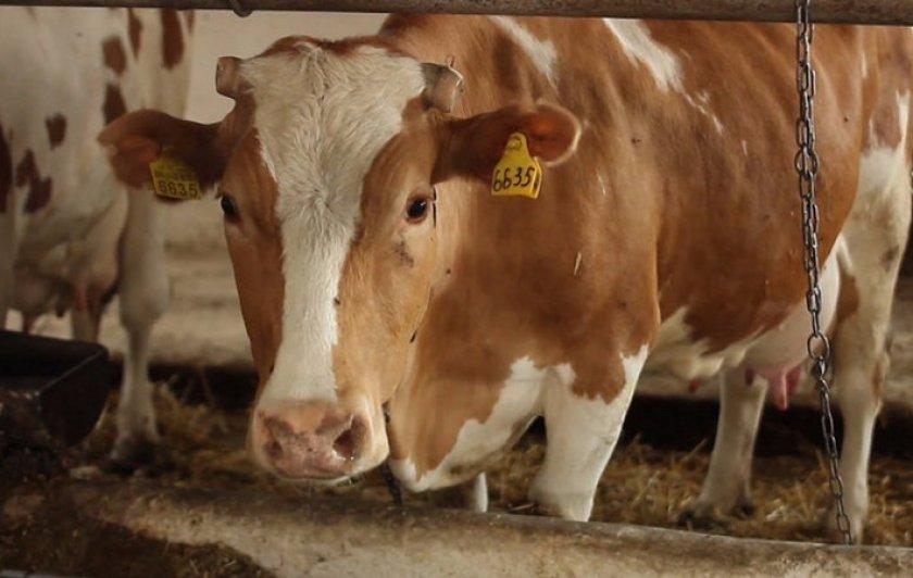 Симптомы и лечение кетоза у коров