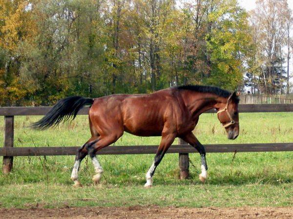 Скорость лошади: виды аллюров и их особенности