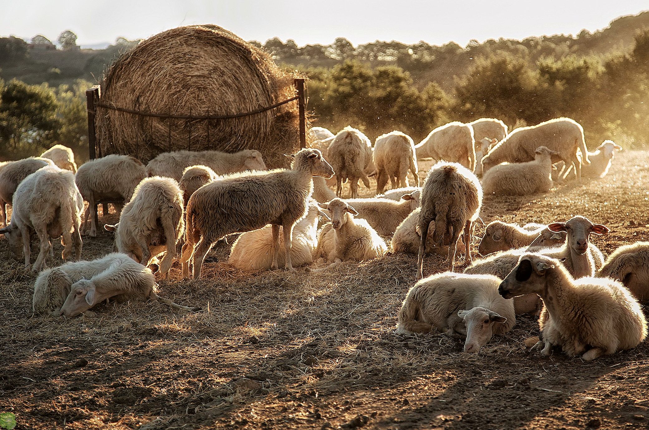 Овцеводство как бизнес для начинающего фермера