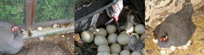 Когда начинают нести яйца цесарки: как часто и с какого времени несутся, свойства яиц