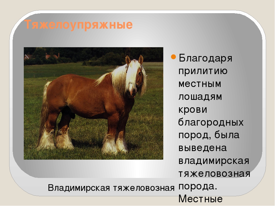 Породы лошадей с фотографиями и описанием