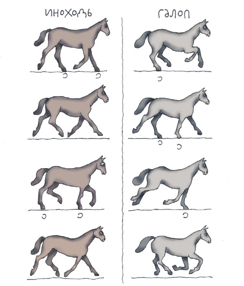 Бег лошади: разновидности рыси, быстрый галоп, конный аллюр