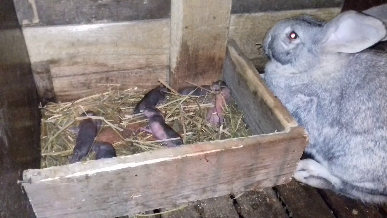 Разведение крольчат: когда открывают глаза и выходят из гнезда, развитие по дням и уход за питомцами