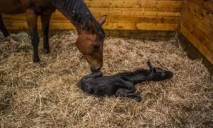 Как рожают лошади и сколько длится беременность?