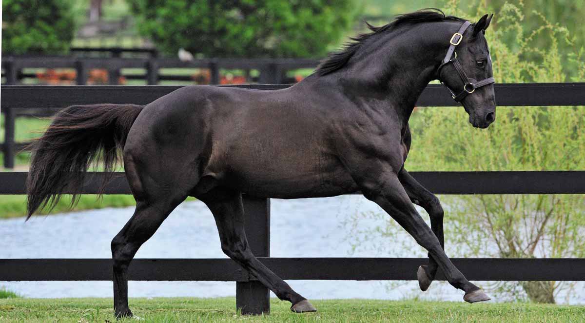 Чистокровная верховая лошадь (английская скаковая): характеристика породы, экстерьер, фото