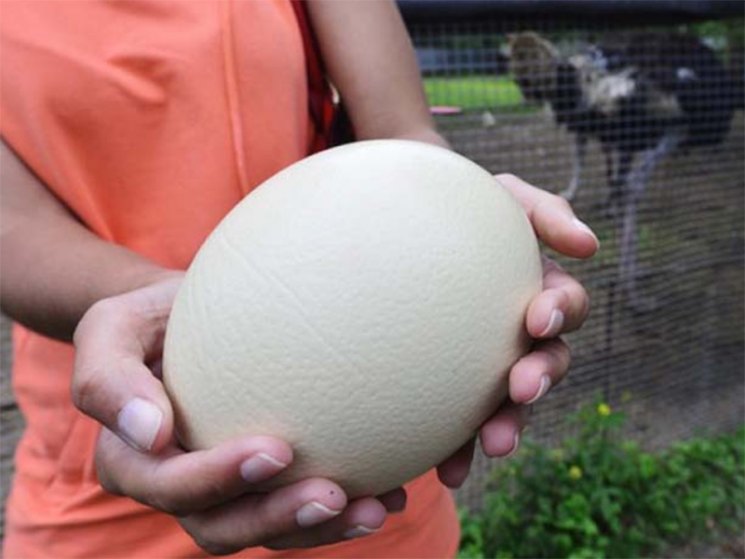 Сколько весит яйцо страуса и как часто несутся птицы