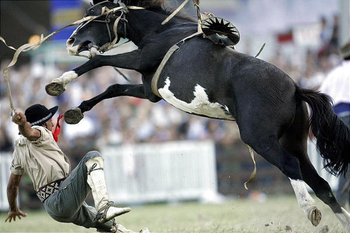 ✅ почему лошадь встает на дыбы, кусается, брыкаться, сбрасывает всадника - tehnomir32.ru
