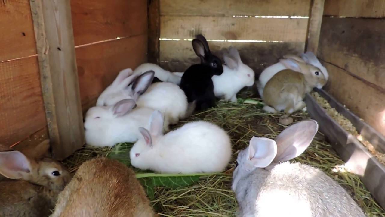 Кокцидиоз у кроликов: причины и симптомы, профилактика и лечение болезни