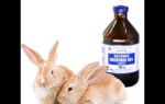 Кокцидиоз у кроликов: признаки болезни, лечение и профилактика