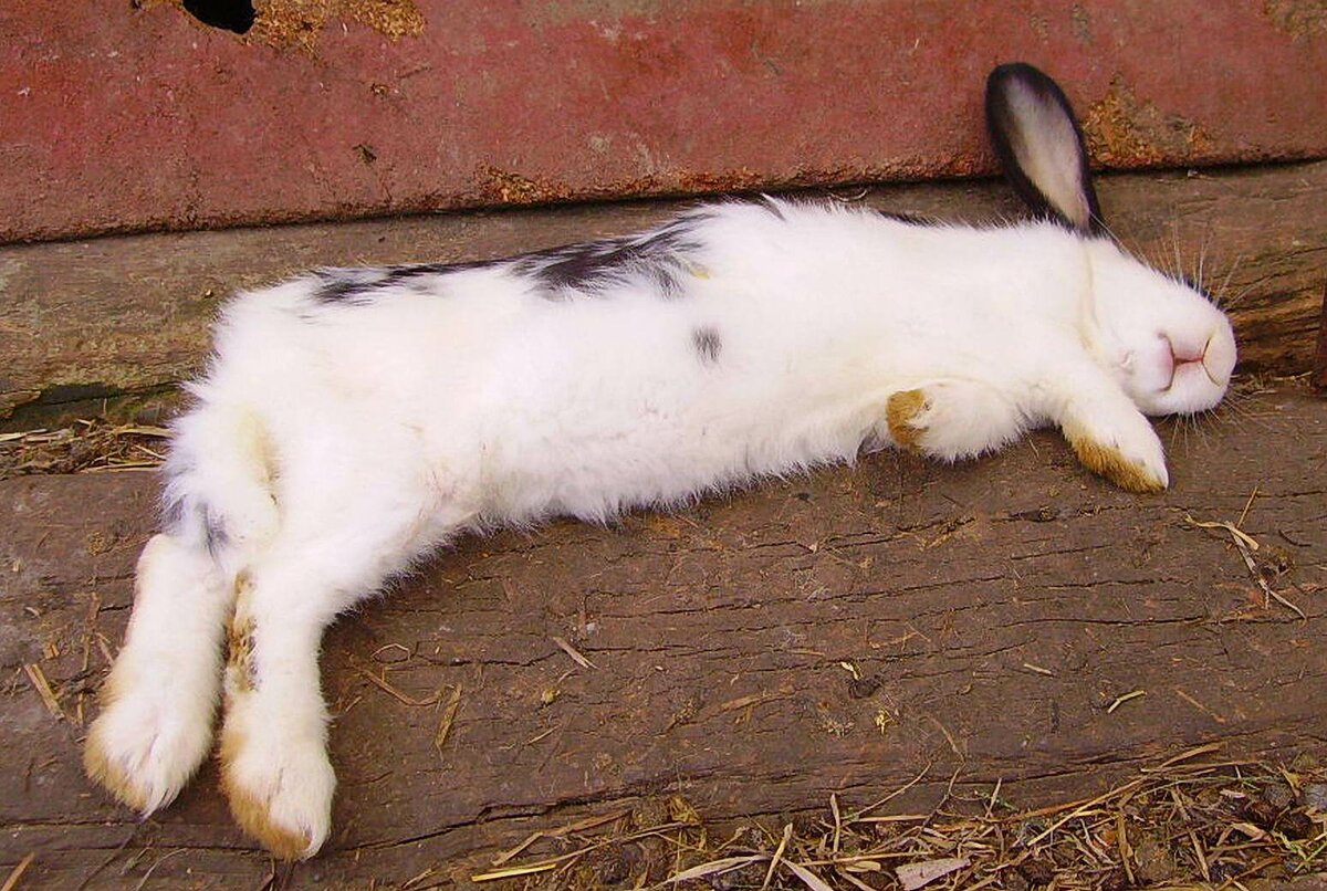 Летняя жара вредит жизни и здоровью кроликов