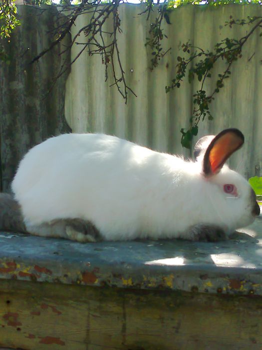 Как ухаживать за кроликами