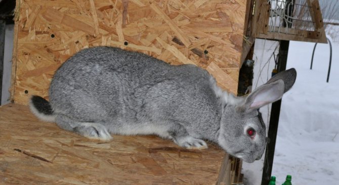 Шиншилловый кролик: описание породы, уход и содержание