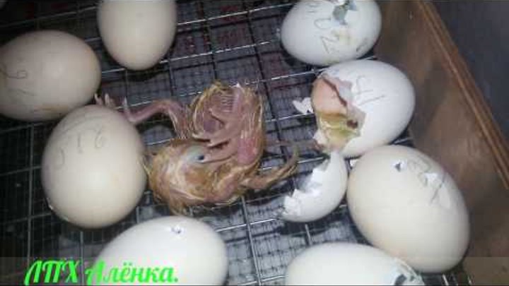 Могут ли бройлерные куры давать яйца?