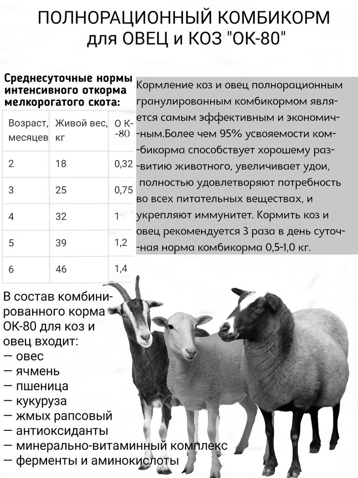 Альпийские козы - 80 фото породистых коз и особенности ухода за ними