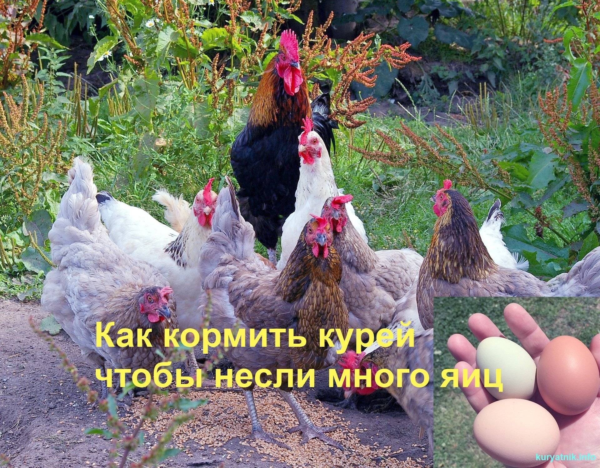 Кормление кур несушек в домашних условиях - норма, зимний рацион, сколько нужно давать в день, питание для яценосткости, бав
