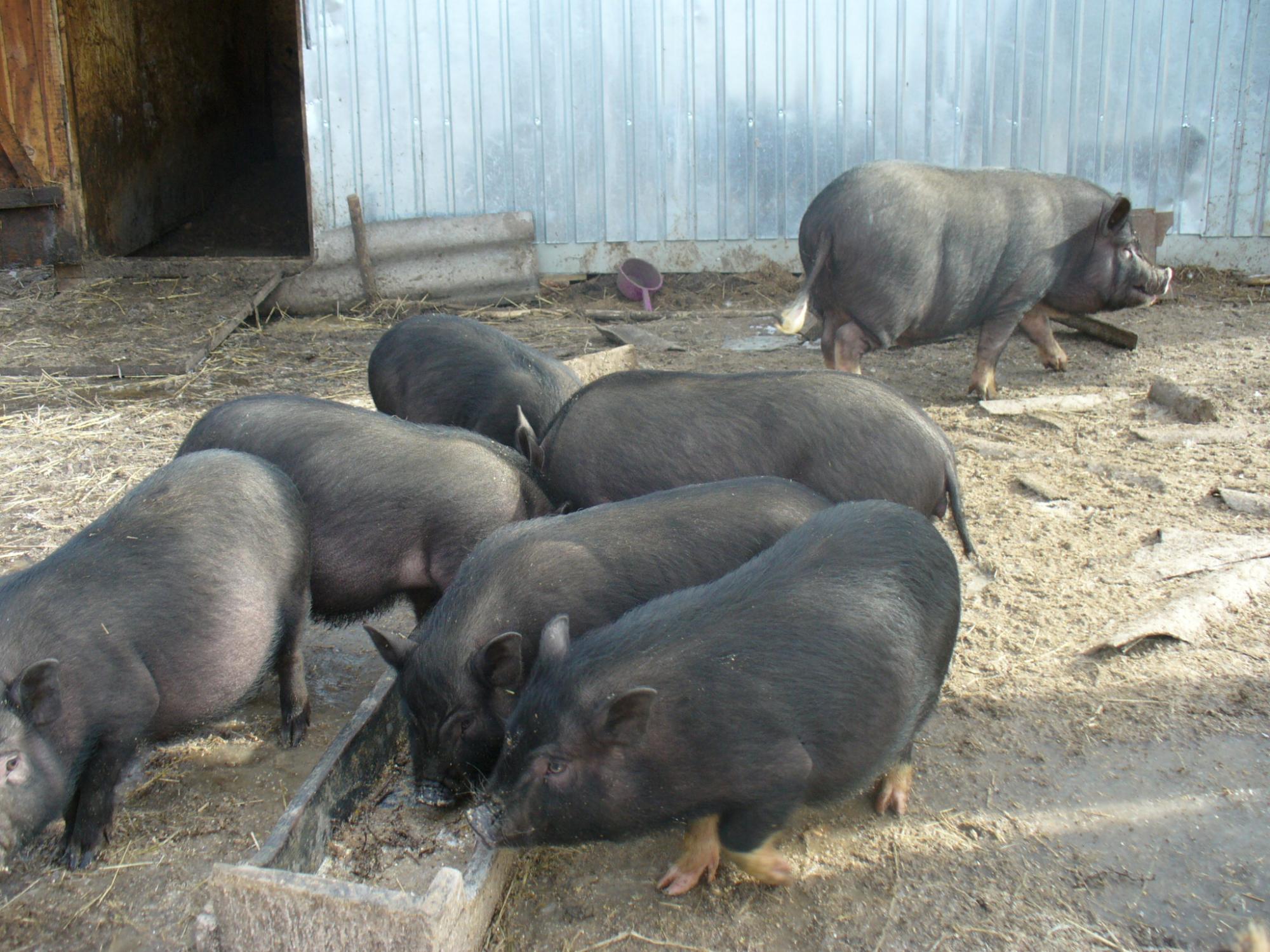 Разведение и выращивание вьетнамских вислобрюхих свиней на мясо как высокорентабельный бизнес