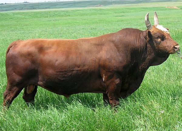 Породы крупного рогатого скота (крс)