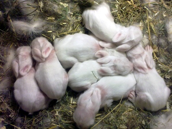 Сколько дней ходит беременная крольчиха, особенности содержания и питания вовремя вынашивания крольчат