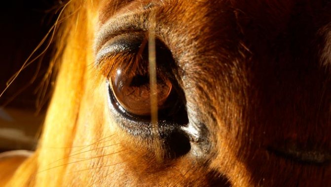 Глаз лошади: расположение, фокусировка, глазомер
