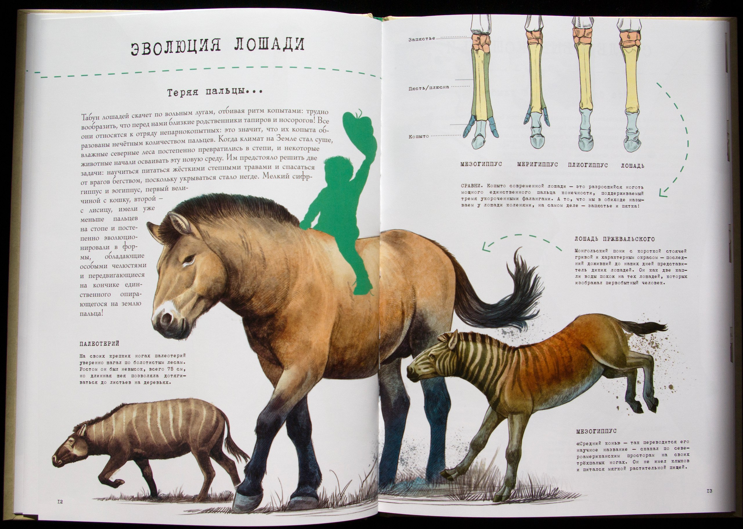 Происхождение и эволюция лошадей. как менялись конечности у лошади