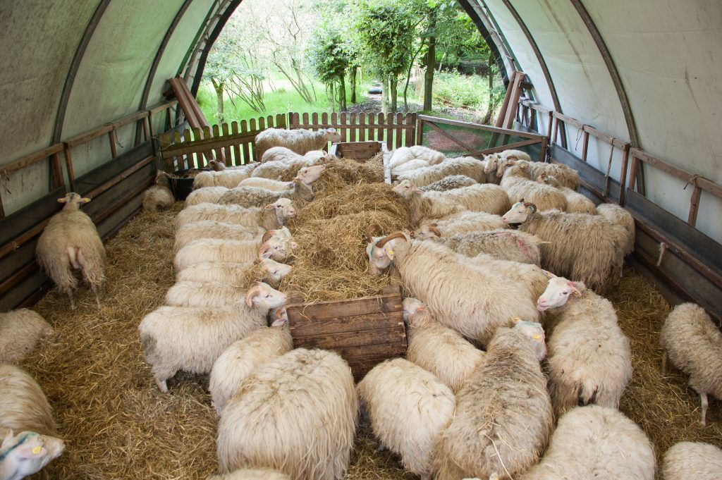 Разведение овец: лучшие породы для домашнего разведения