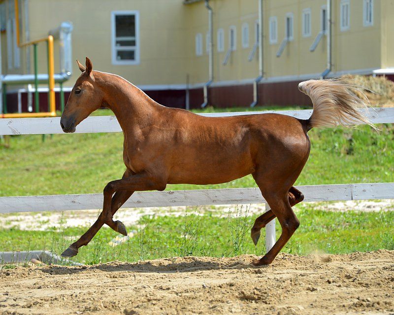 Ахалтекинская лошадь — википедия. что такое ахалтекинская лошадь