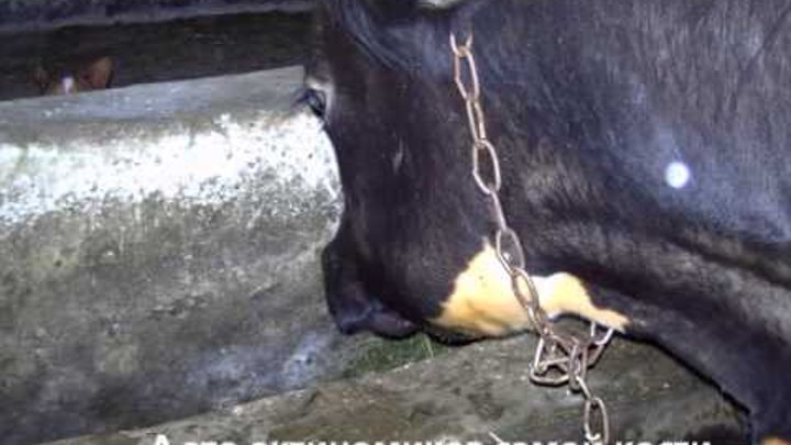 Шишки на вымени шее челюсти спине животе у коровы - агро эксперт
