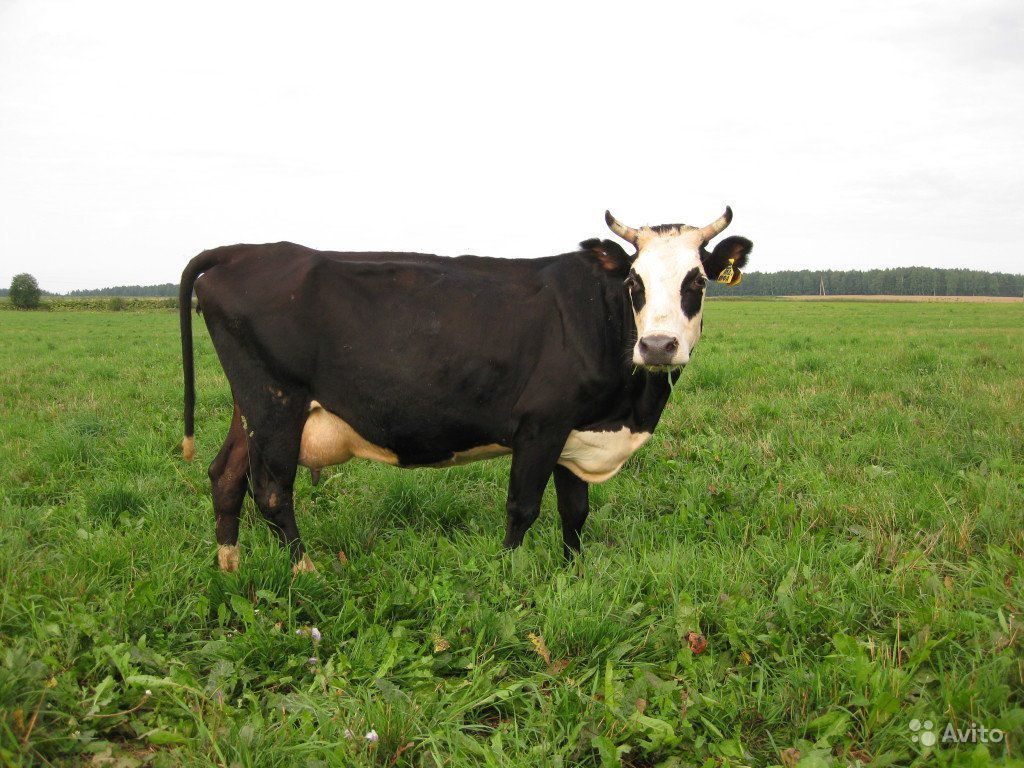 Галловейская порода коров, характеристика и описание вида