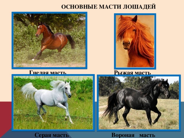 Масти лошадей, названия и фото: каурый, буланый, вороной
