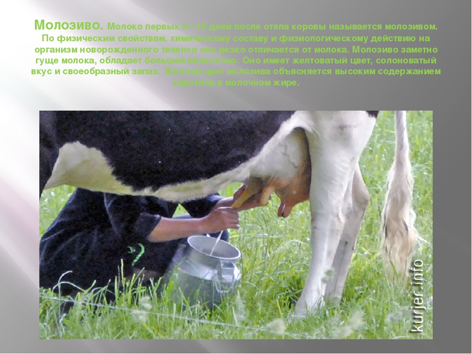 Сколько корова дает молока и почему оно белое, рекордные показатели надоев.