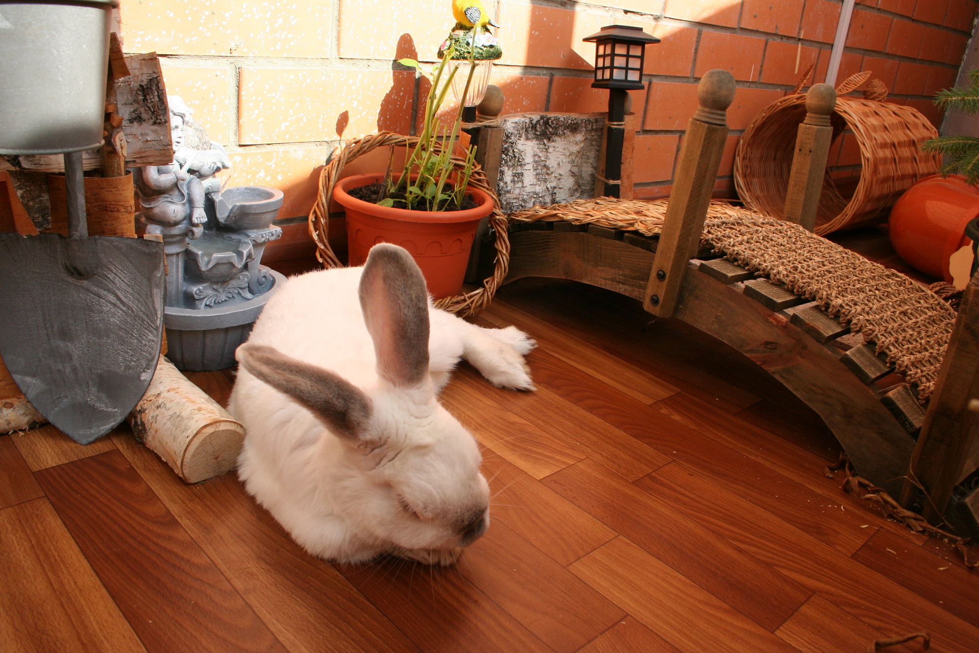Карликовый кролик: уход и содержание в домашних условиях