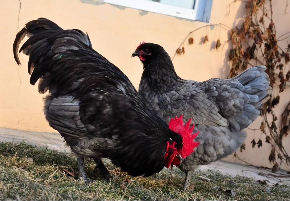 Джерсийский гигант: прибыльная порода кур