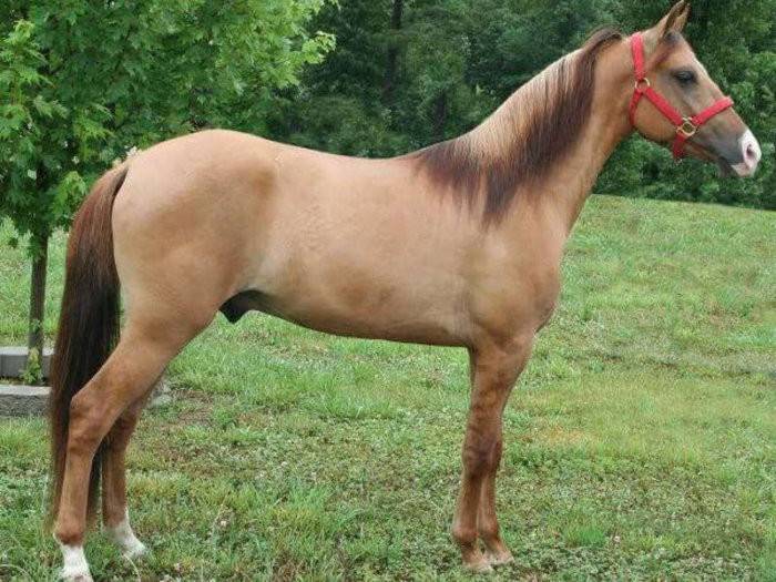 Как определить, какой конь буланый, и что такое буланая масть
