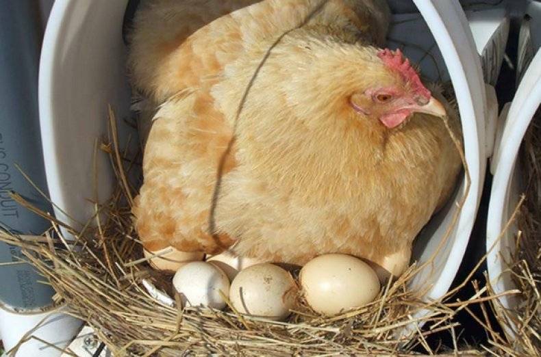 Сколько дней курица должна сидеть на яйцах до появления цыплят; как отучить её от высиживания